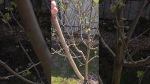 вовремя не попал на дачу можно ли обрезать яблоню?