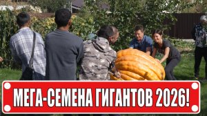 Сезон гигантов 2026: Разбор мега-семян и секреты вырастить монстров!
