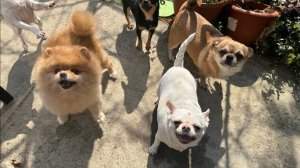 Обязательная программа - погрызть вкусняшки.