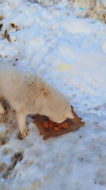 Кормлю бездомную Собаку Хаски что живет в Снегу