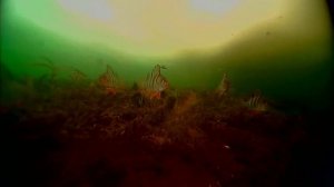 Попал на стаю леща