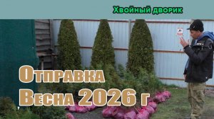 Первый сбор заказов (самовывоз) саженцев хвойных растений 2026 год. Отправка заказов началась!
