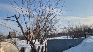 360. РЕДИСКА колосится.