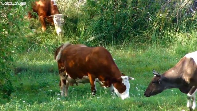 Коровы Пасутся на лугу 12.08.2019 год