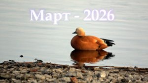 Открылись по жидкой воде, но пока в центре города