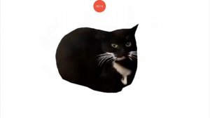 кот макспелл и мы с ними тонцуем