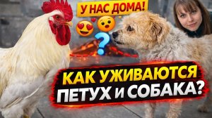 КАК УЖИВАЮТСЯ ПЕТУХ И СОБАКА У НАС ДОМА? Район где живем. Турция Анталия #влог