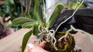 Орхидея с пятью прикорневыми детками. Деление. Сложный необычный процесс