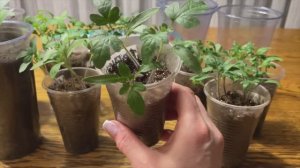 Старый и надежный способ пикировки томатов!