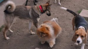 Её выкинул хозяин, но она не перестала верить людям. Невероятная Белль в поиске семьи!