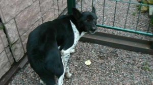 Яблочный день P1200650