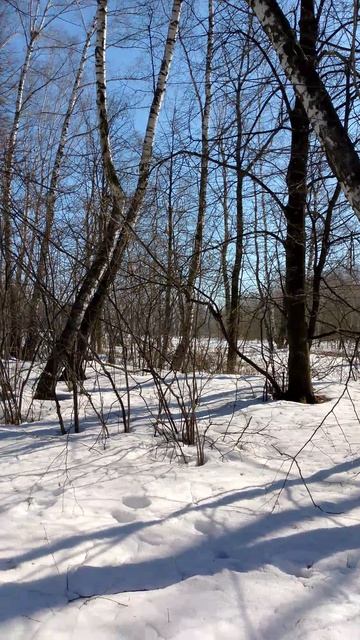 Самые большие березы