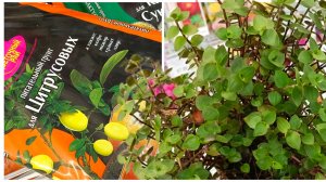 🌿🐞ДАЧНИК🦋САД ОГОРОД🐞🌿 Прогулка По Магазину🦋март 2026