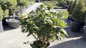 Рододендрон IN VARIETA, CLT 10, 40-60