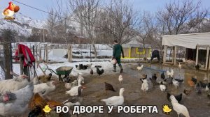 Содержание кур в домашних условиях и других птиц во дворе у Роберта 🐣🐤🦆🐔🪿🦃 (450)