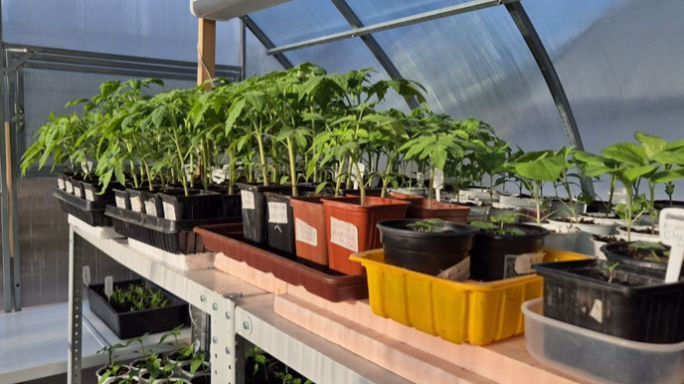 Несколько важных моментов в уходе за рассадой