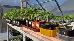 Несколько важных моментов в уходе за рассадой