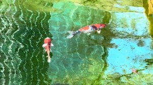 Токио весна сакура храм и неоновые улицы атмосферная прогулка по городу