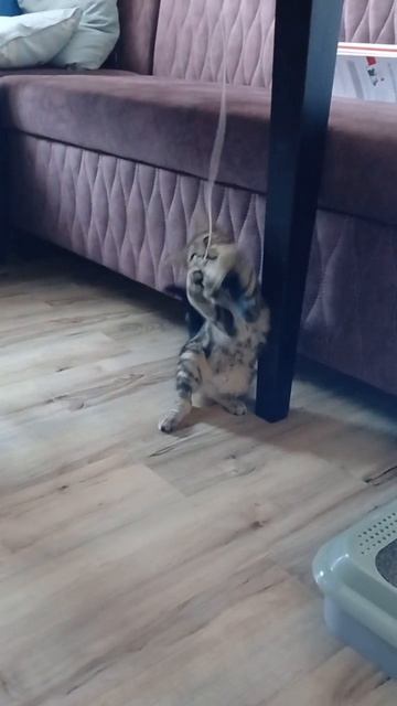 Как играть с кошкой с удочкой‑мышкой, чтобы ей было по‑настоящему интересно?