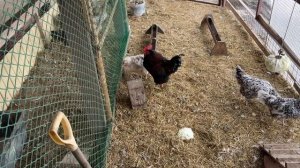 Уборка в курятнике