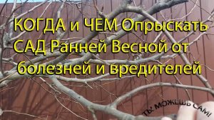 КОГДА и ЧЕМ Опрыскать САД Ранней Весной от болезней и вредителей?
