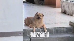 Беженец🇮🇩Бали. БОЮСЬ ПОЛНОСТЬЮ ДОВЕРИТЬСЯ. ЧТО ПО БЛЕФАРОПЛАСТИКЕ И ВОЛОСАМ КУПИЛ БИЛЕТ НА ЛОМБОК.