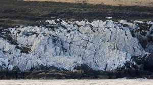 пингвины на Фолклендах