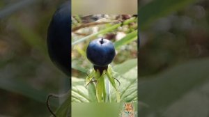 ПРОГУЛКА ПО ЛЕСУ 🌳🌿