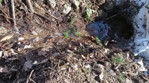 Звуки леса.Журчание ручейка о приходе весны в природно-историческом лесопарке "Бицевский лес"