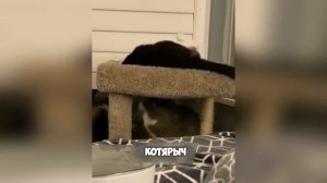 НЕ_НА_ТОГО_НАЕХАЛ!😎_СМЕШНЫЕ_ЖИВОТНЫЕ😹_РЖАЧНЫЕ_КОТЫ