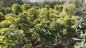 Бересклет JAP.ELEGANT.AUREUS (AUREOMARGINATUS), CLT 30, 120-140, POMPONS