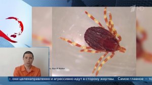 "Не сидят в засаде" - биолог об отличии африканских клещей от обычных.