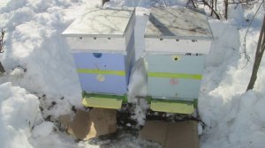 Пчелы в марте