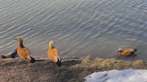 Ворона и кусочек хлеба. Огари. Кряквы. Уточки на пруду. Утки. Царицыно. Март 2026