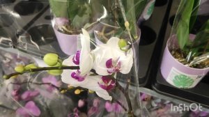Обзор новой поставки орхидей в Лемана Про, г. Пушкино.