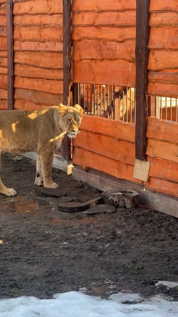 Разговор Шерхана и Киары