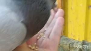 ЭТО ВИДЕО ЛУЧШЕ НЕ СМОТРЕТЬ,их так жалко,деруться из за корма.