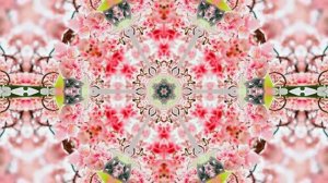 Весна! Очаровательные тюльпаны 9! Киностудия Мудрого Кота Тимофея!