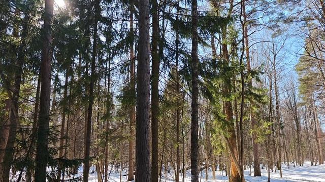 Белокаменная. Март.