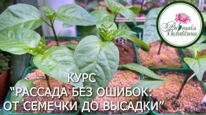 курс РАССАДА БЕЗ ОШИБОК. ОТ СЕМЕЧКИ ДО ВЫСАДКИ