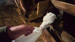 Муж остался на хозяйстве, меня родители забрали в город.