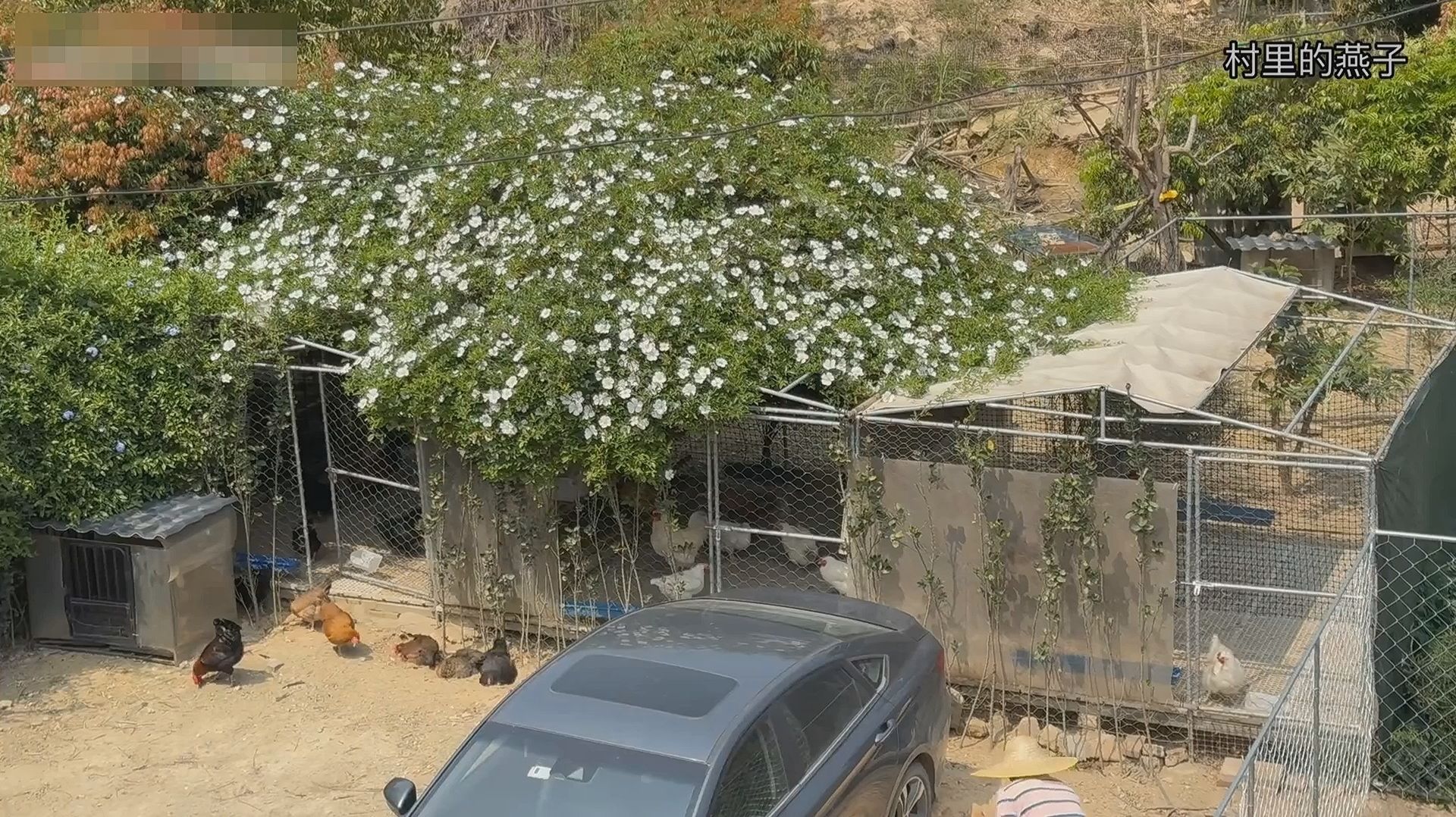 Красивый живой навес для курятника