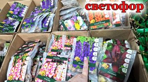 Магазин Светофор.Опять новые цветы.Теперь луковичные