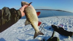 Ловля крупного ЯЗЯ.Рыбалка на донки.река ВОЛГА.