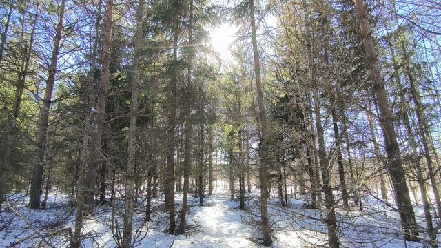 Солнечный день в зимнем лесу. ч.15. Март 2026