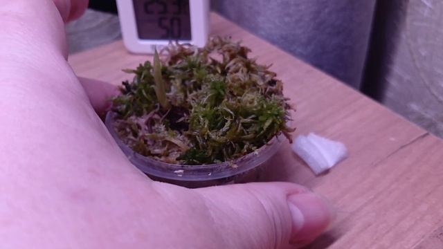 Алоказия из клубня. 2025 год.🌱🌱🌱