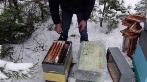 не прошенный гость на лесном точке