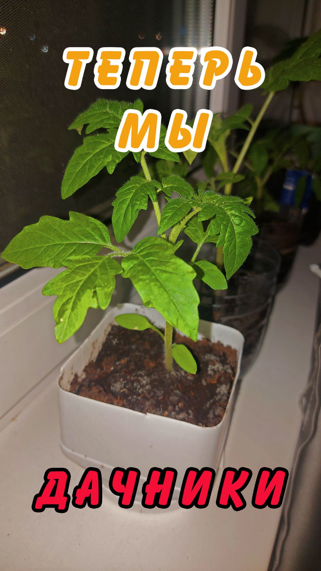 Рассада помидор для нашего участка. #рассадапомидор #рассада #помидоры