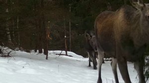 Лоси фотоловушка