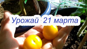 Урожай 21 марта